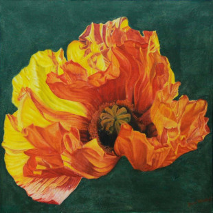 Mohnblüte