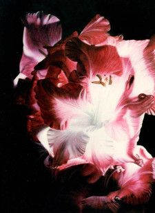 Gladiole