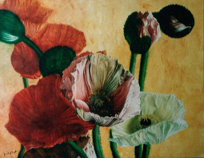 Mohn auf Gelb