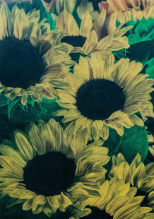 Sonnenblumen